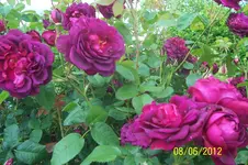 092.webp