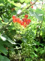 CIMG0309.webp