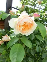 CIMG0292.webp