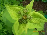 CIMG6802.webp