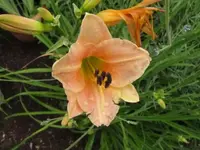 001.webp