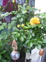 101_6792.webp