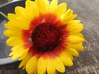 015.webp