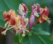Geißblatt 'Goldflame'.webp