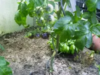 k-PICT0005.webp