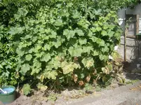 Stockrose 001.webp