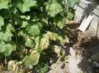Stockrose 003.webp