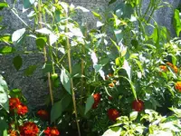 k-PICT0008.webp