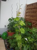 2012-06-10101120.webp