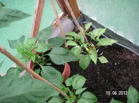 PICT0012.webp