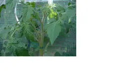 Tomate ausgeizen 1.webp