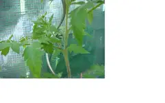 Tomate ausgeizen 2.webp