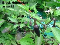 BILD0270.webp