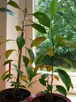 Drehen von P1030268.webp