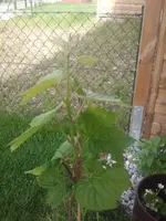 2012-04-30081723.webp