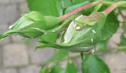 tiere an rose.webp
