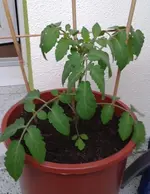 2012-06-06 20.46.30.webp
