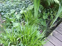 Hiflattich.webp