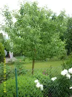 DSCI1442.webp
