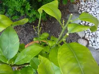 P1010575.webp