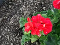 038.webp