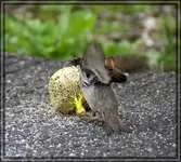comp_DSC01771.webp