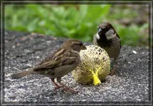comp_DSC01772.webp