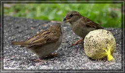 comp_DSC01774.webp