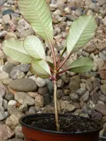 P1060588a.webp