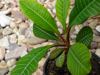 P1060589a.webp