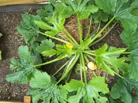 Zucchini2.webp