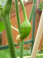 erste kleine Paprika.webp