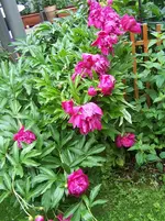 Pfingstrose4.webp
