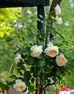 CM_Hochstamm_mini.webp