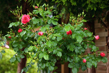 Rosarium Uetersen in voller Knospe_smaller.webp