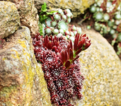 roter Wurz treibt Blüte_smaller.webp