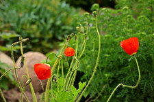 Islandmohn_smaller.webp