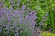 Katzenminze_smaller.webp