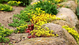 Mauerpfeffer und Wurze blühen_smaller.webp