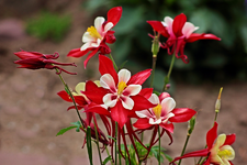 rot_weiße Akelei_smaller.webp