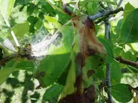 Apfelbaum-klein.webp