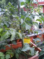 K800_Micro Cherry 2.webp