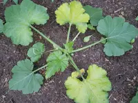 K800_Gold Rush 1.webp