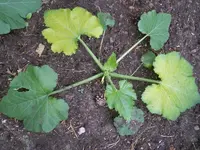 K800_Gold Rush 2.webp