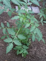 K800_Tigerella.webp