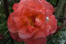 2012_0610Frühling0016.webp