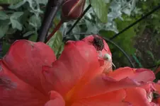 2012_0610Frühling0017.webp