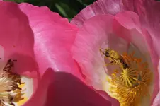 2012_0610Frühling0029.webp
