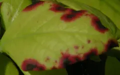 DSCN0615t.webp