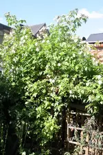 IMG_1827.webp